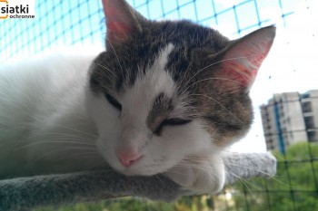 Siatki Pisz - Siatka sznurkowa na balkon dla kota dla terenów Miasta Pisz